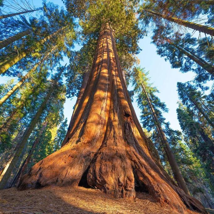 Sequoia Cabin By The River Three Rivers Luaran gambar